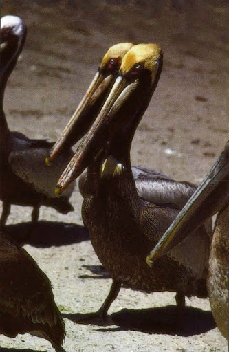 What is the Louisiana State Bird: Discover Its Fascinating Story