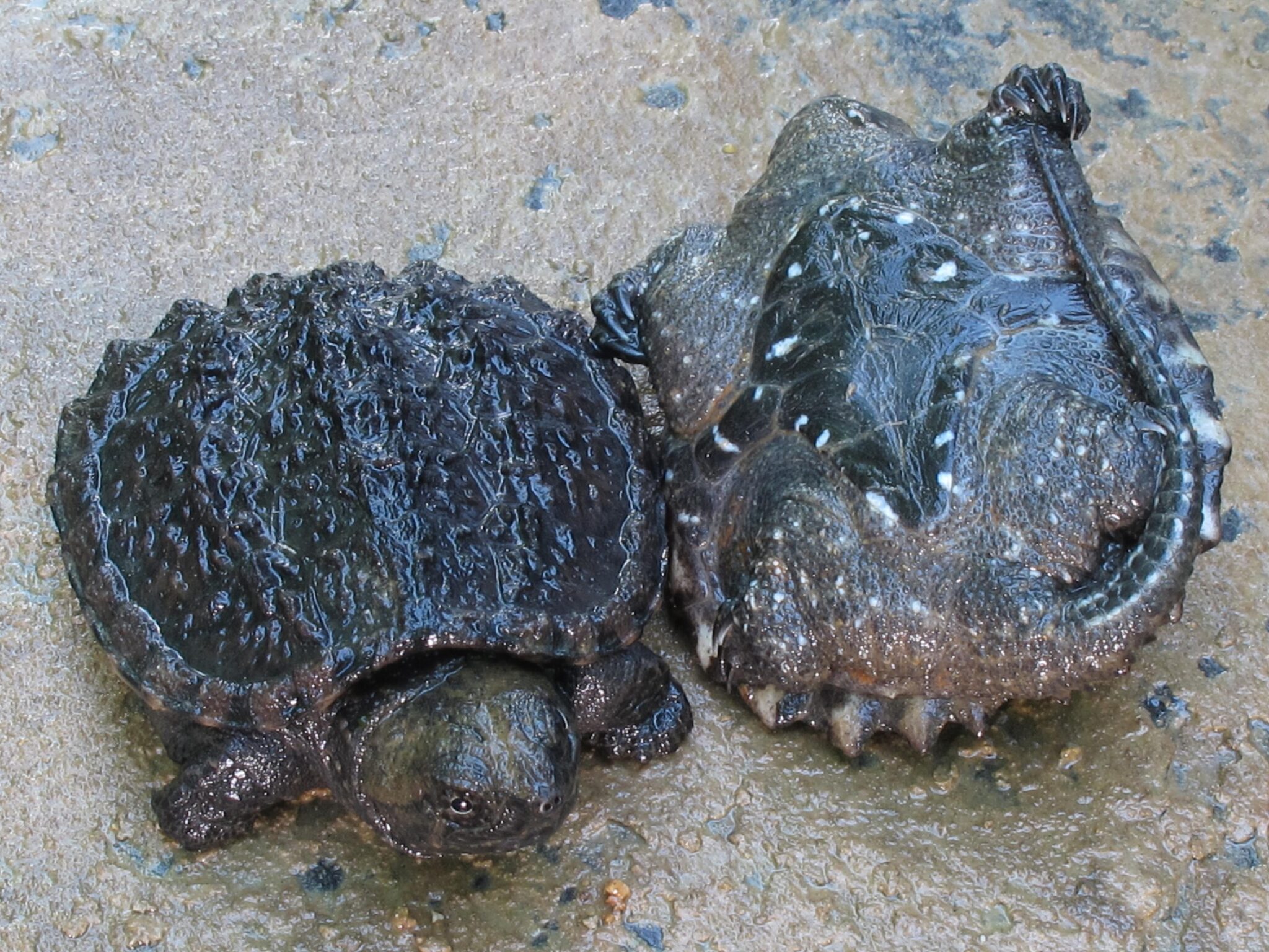 Serpent Turtle World Turtle Day: Fascinating Facts from Turtles of Alabama ...