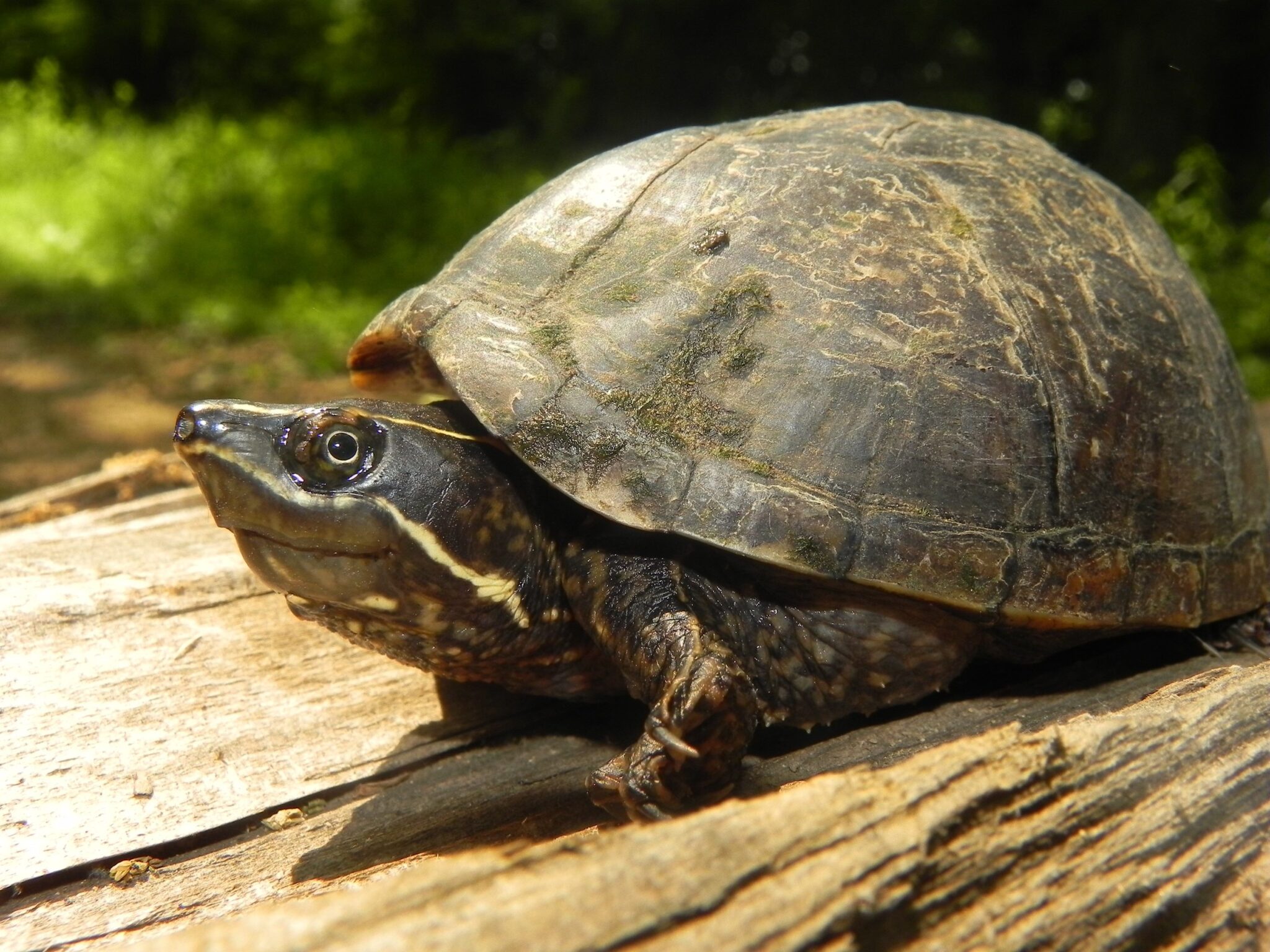 World Turtle Day: Fascinating Facts from Turtles of Alabama ...