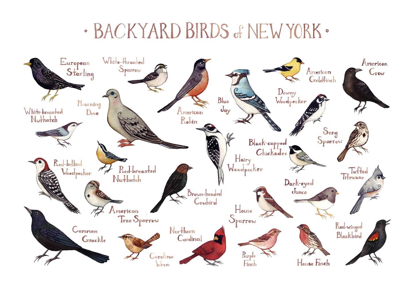 Bird Feeding: 4 mystifying facts you didn’t know - Cornell University Press