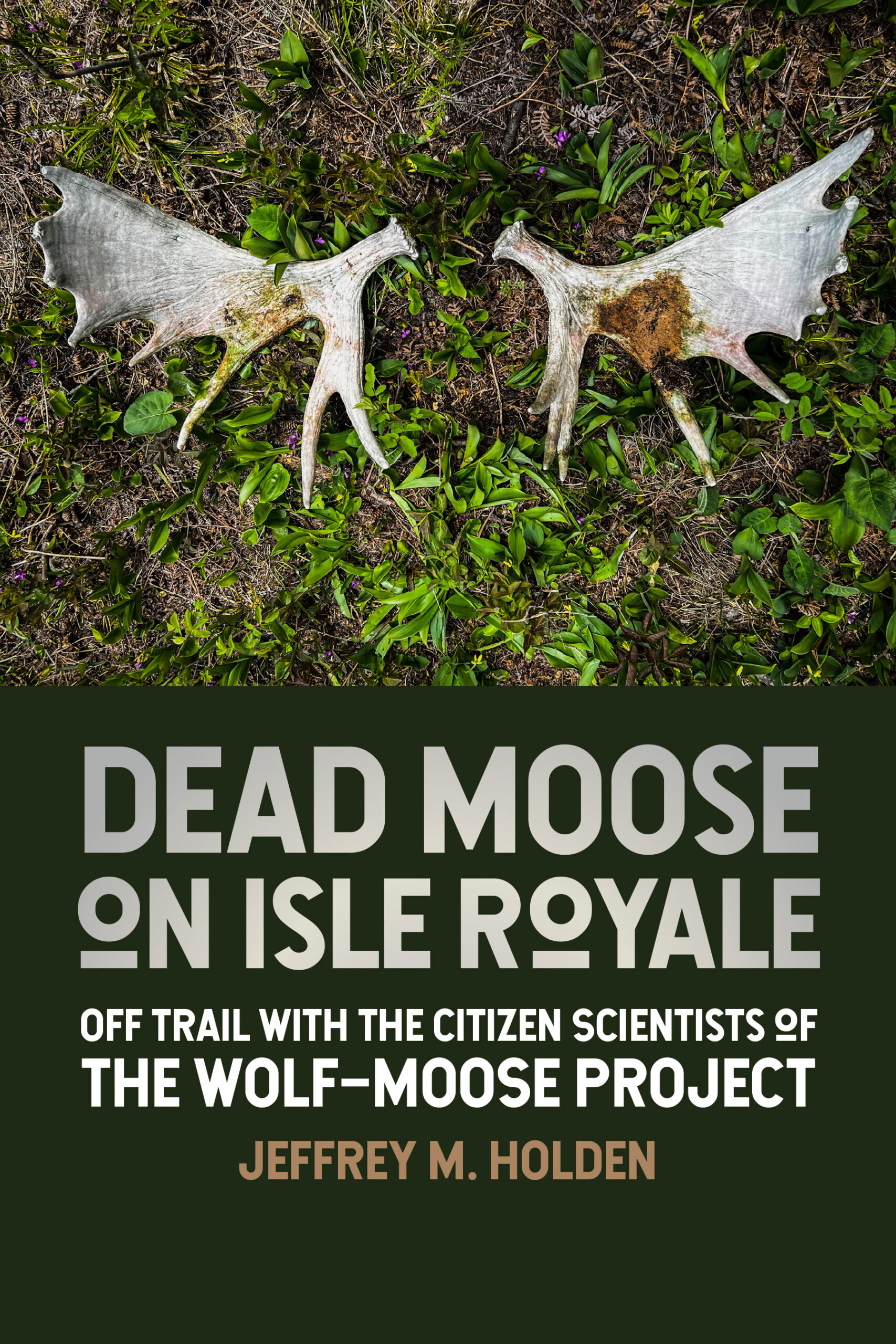 Book cover of Dead Moose on Isle Royale