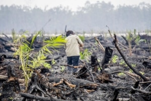 Nothing Green about Bio-Energy: the Real Democracy Movement reviews “The Biofuels Deception”