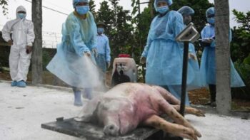African Swine Fever, Industrial Farming, and Us–Rob Wallace on The Real News