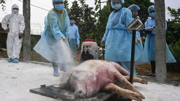African Swine Fever, Industrial Farming, and Us–Rob Wallace on The Real News