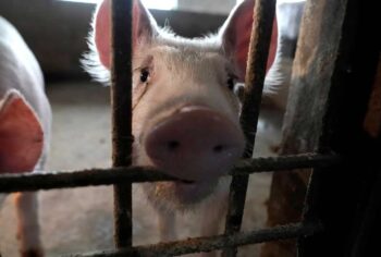 Who Should We Blame for Coronavirus?–Rob Wallace has some answers…