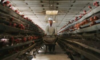 UK’s Observer points to Rob Wallace’s book & wonders: “Is factory farming to blame for coronavirus?”