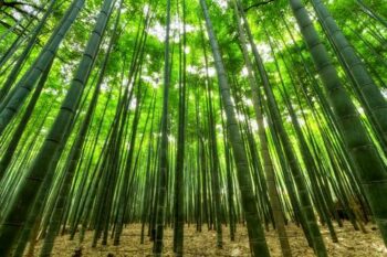 Making an ecological worldview: International Socialism reviews “The Return of Nature”