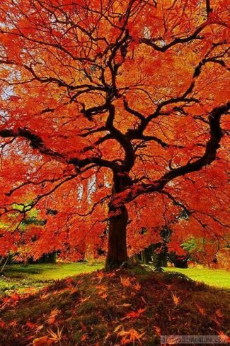 Ecology after Marx: Green Left reviews Foster’s “The Return of Nature”