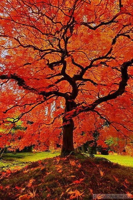 Ecology after Marx: Green Left reviews Foster’s “The Return of Nature”
