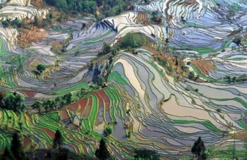 Meticulous study of ecological scholarship: ISA reviews “The Return of Nature”
