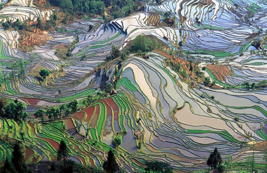Meticulous study of ecological scholarship: ISA reviews “The Return of Nature”