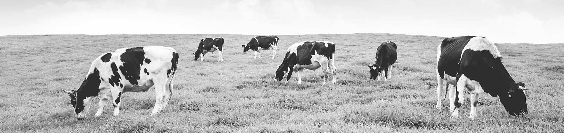 Field of cows