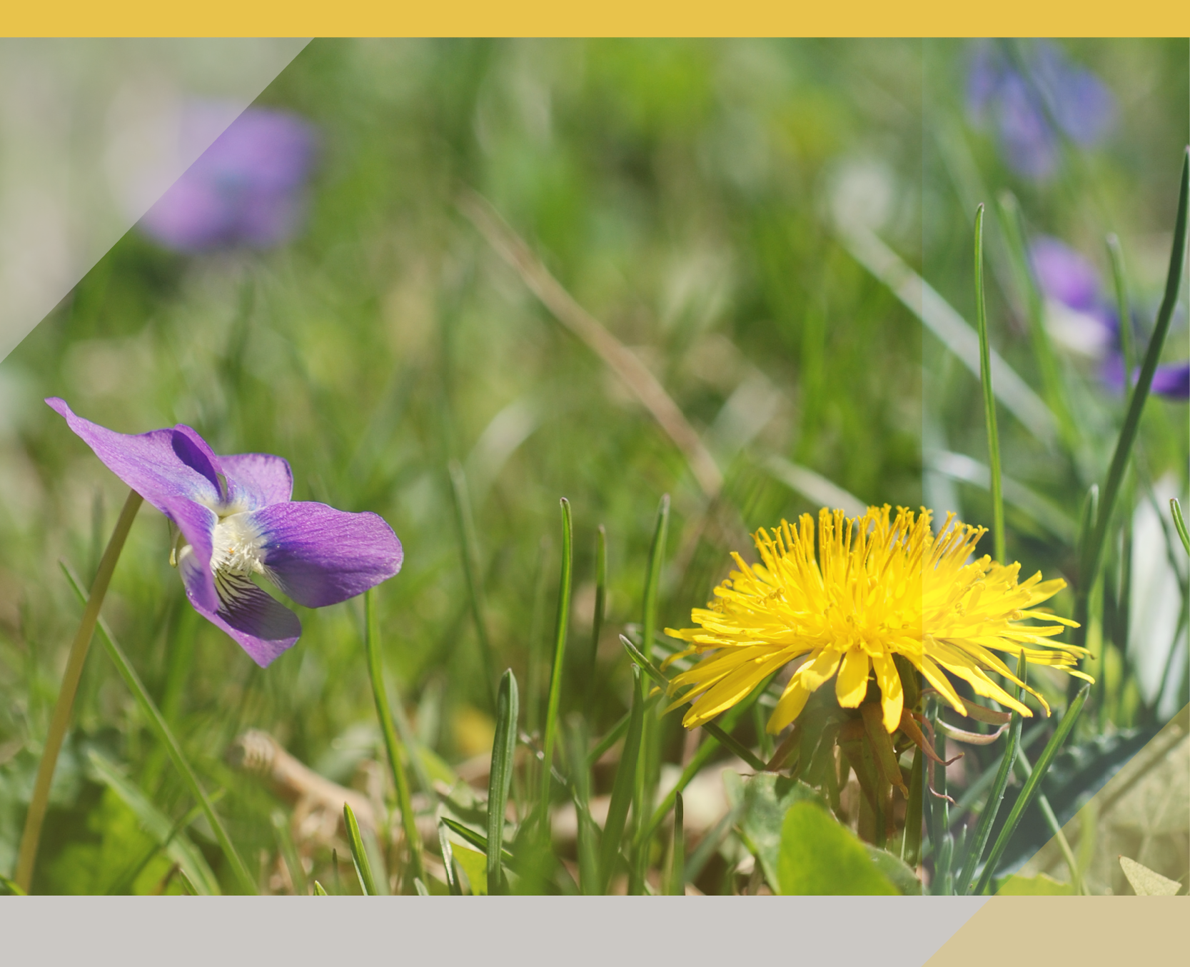 2024 Edition of Turfgrass Weed Control for Professionals Available