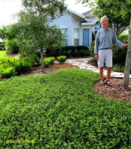 An image depicting a man standing and smiling in front of his lawn in The Villages, FL. His home appears in the distance. The lawn is not your typical grass lawn -- instead, it is a lawn of turkey tangle fogfruit (Phyla nodiflora), a species native to Florida.