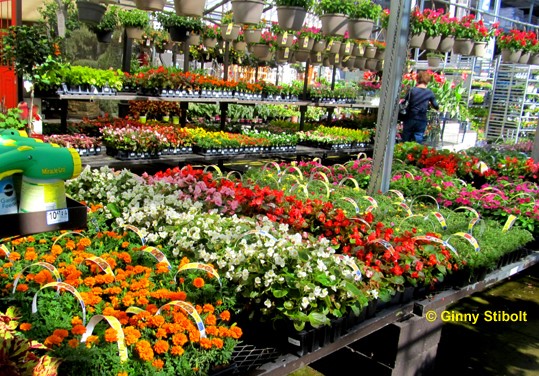 A garden center featuring shelves of flowers and plants available for purchase.