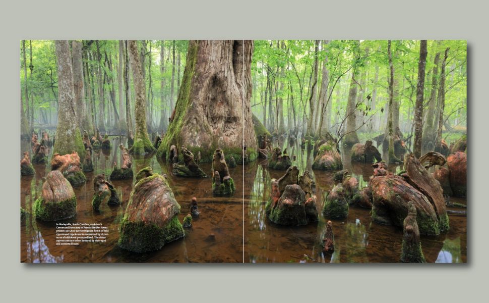 An interior spread from the book Cypress
