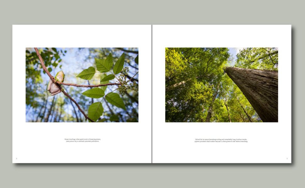 An interior spread from the book Cypress