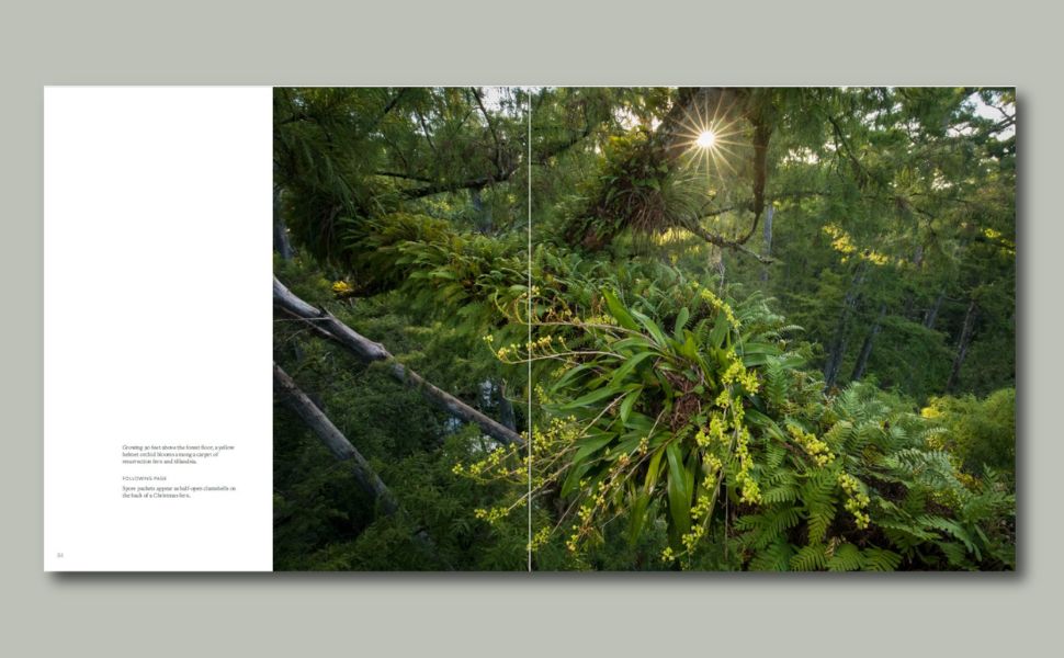 An interior spread from the book Cypress
