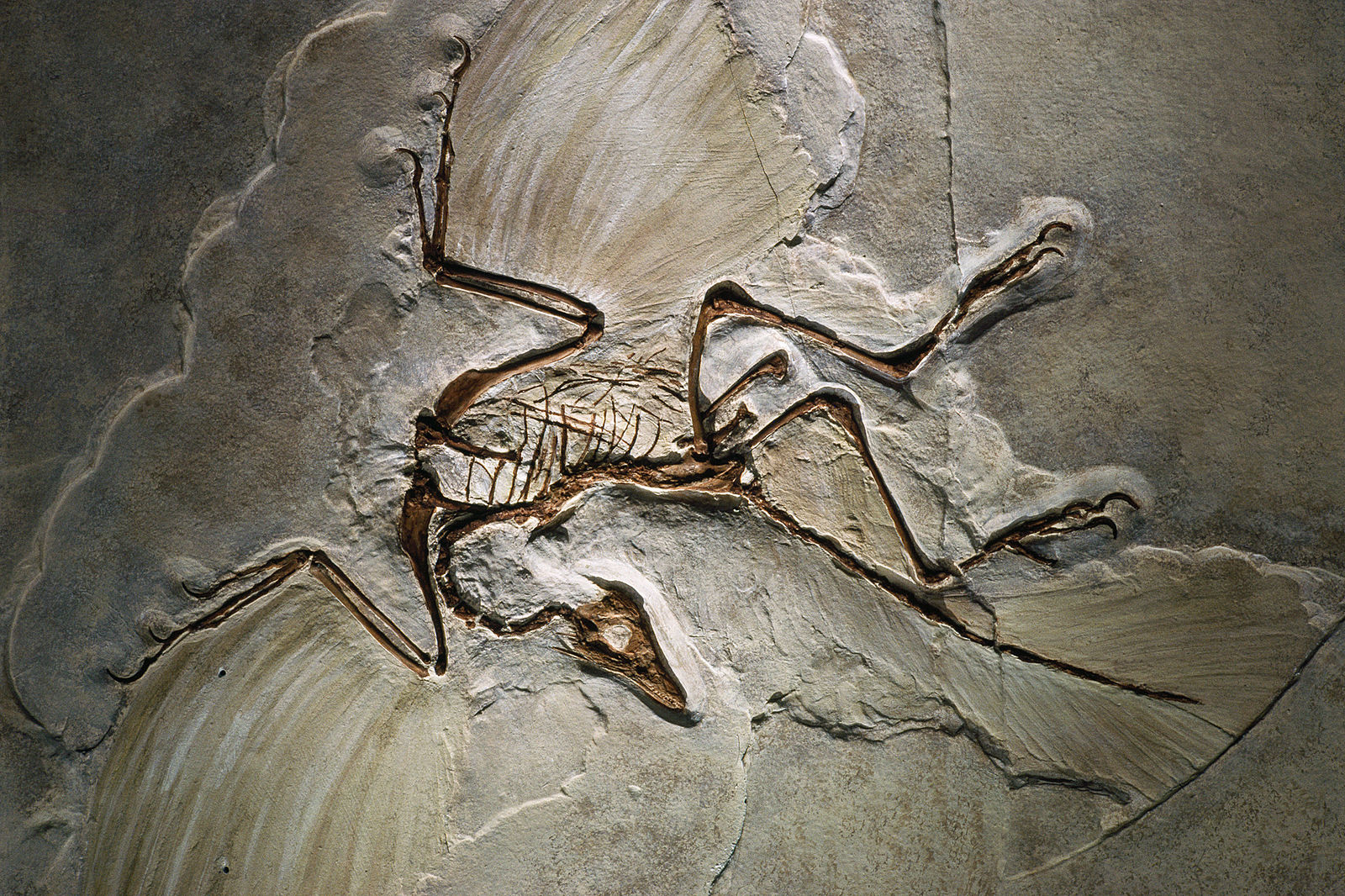 The First Discovery Of Feathered Dinosaurs Yale University Press   Archaeopteryx Fossil 