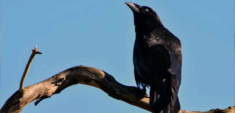 Crows Remember a Face…for a Long Time! - Yale University Press